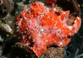 Komodo 2016 - Giant frogfish - Antenaire geant - Antennarius commerson - IMG_6393_rc